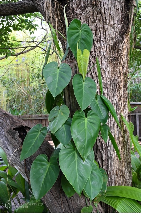 Philodendron hederaceum var. oxycardium (Heartleaf Philodendron)