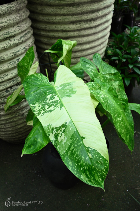 Philodendron imbe 'Jose Buono' - 180mm pot