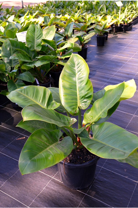 cherry laurel plant Compact Carolina Cherry Laurel main image 1