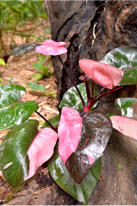 Philodendron 'Pink Princess' - 300mm pot