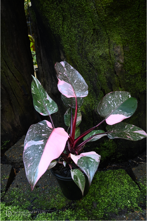 Philodendron 'Pink Princess Galaxy'