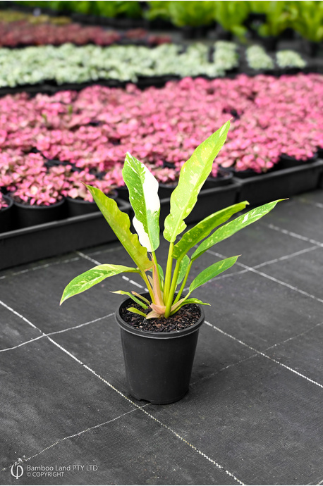 camellia sinensis plant Tea Plant Green Tea