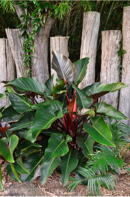 Philodendron 'Rojo Congo'