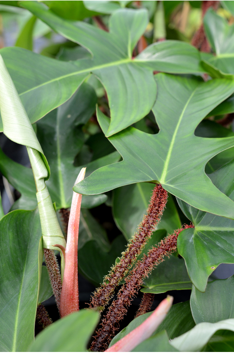 Philodendron squamiferum (Red Bristle Philodendron) - 180mm pot