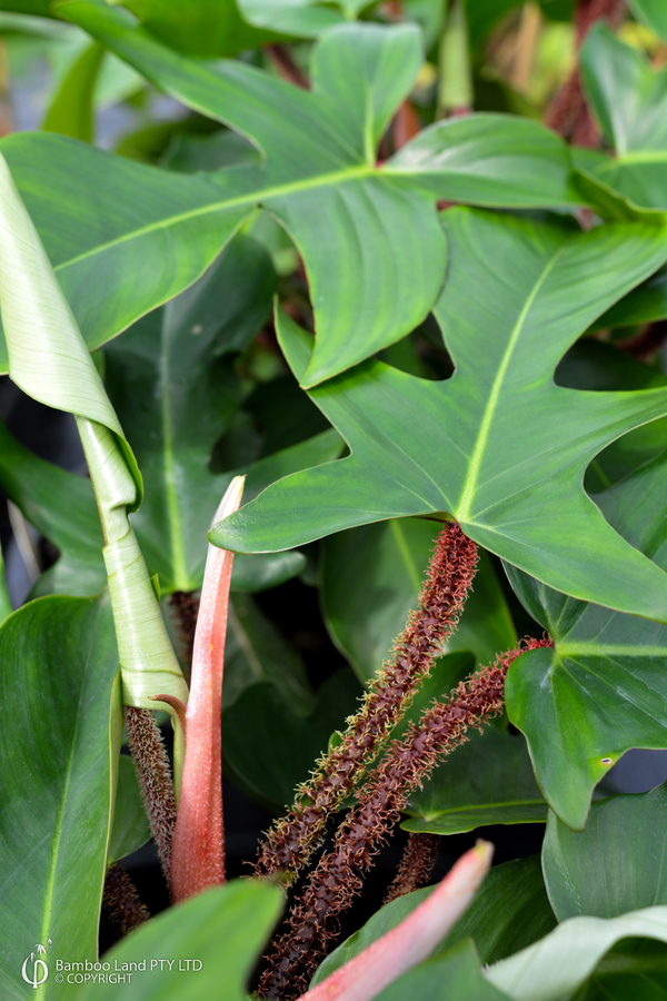 Philodendron squamiferum (Red Bristle Philodendron)