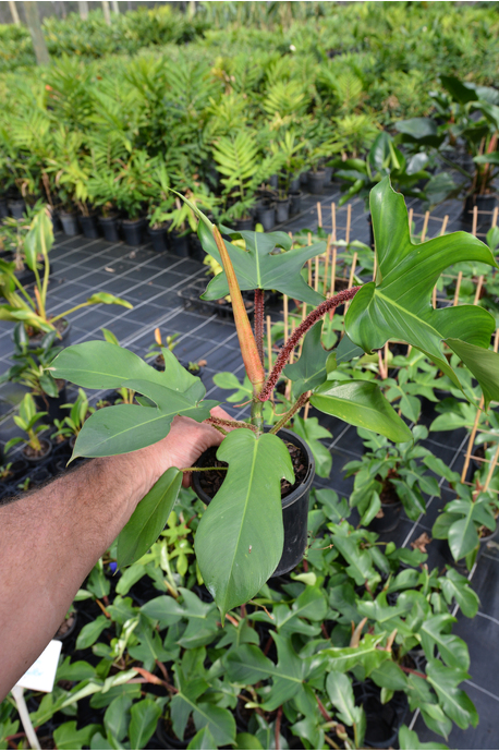 Philodendron squamiferum (Red Bristle Philodendron)