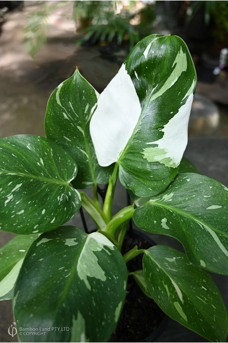 Philodendron 'White Wizard' - 180mm pot