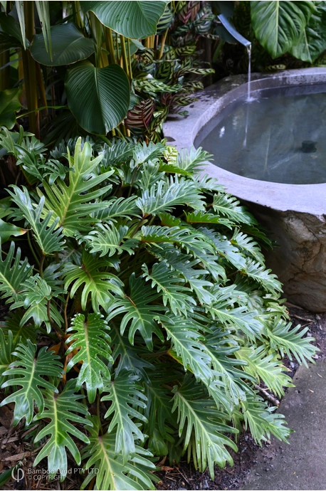 Thaumatophyllum xanadu