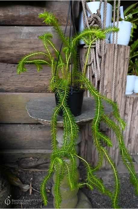 Phlegmariurus squarrosus (Coarse Rock Tassel Fern)