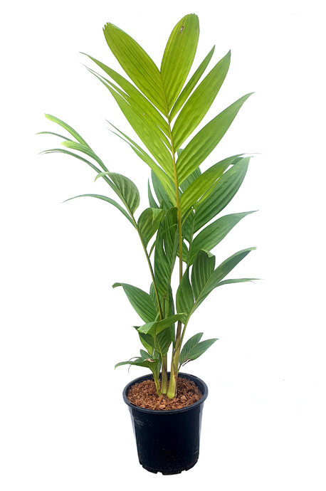 Pinanga coronata (Ivory Cane Palm) - 300mm pot