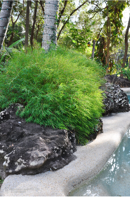 Pogonatherum paniceum (Panda Grass)