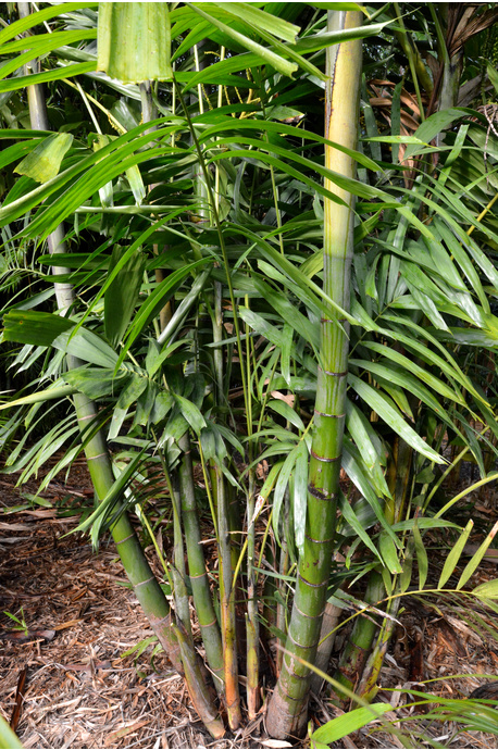 Ptychosperma macarthurii (Macarthur Palm)