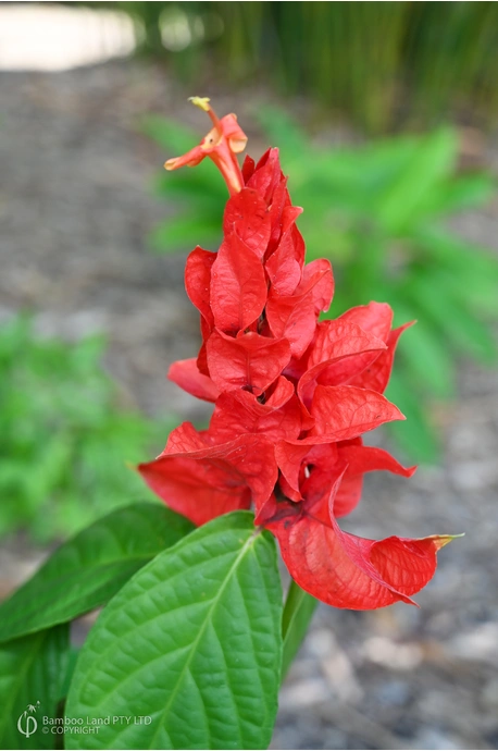 Ruellia chartacea (Red Shrimp Plant)
