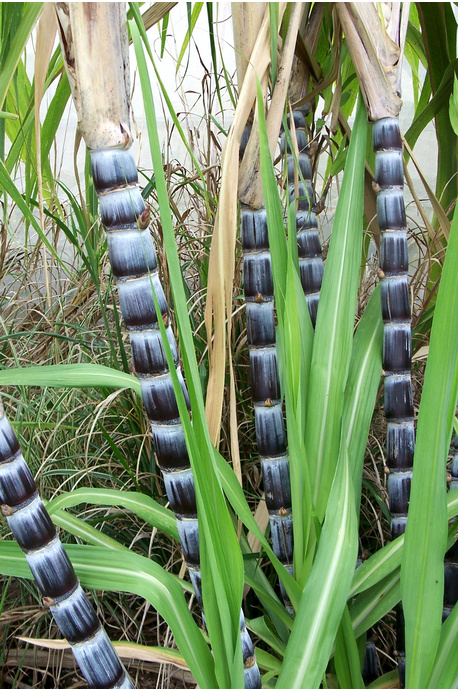 Saccharum officinarum var. Badila (Black Sugar Cane) - 180mm pot