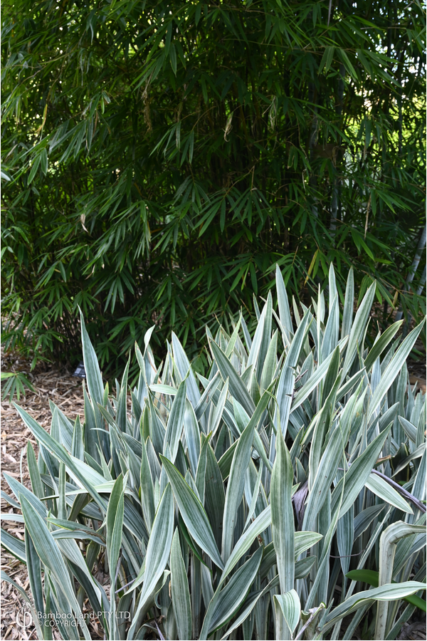 Sansevieria metallica 'Siam Silver' - 300mm pot