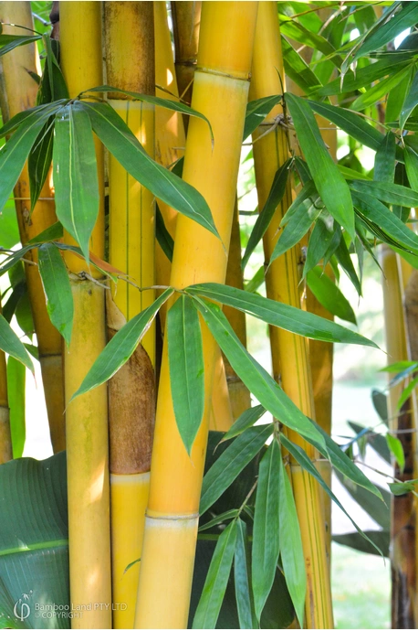 Schizostachyum brachycladum 'Yellow' (Sacred Bali Bamboo)