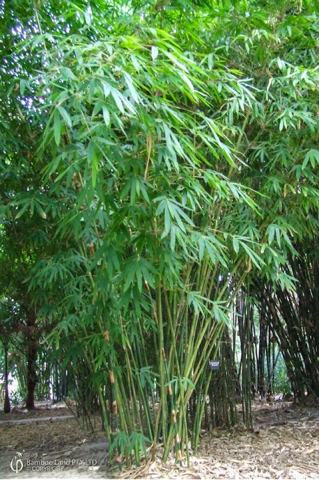 Schizostachyum zollingeri
