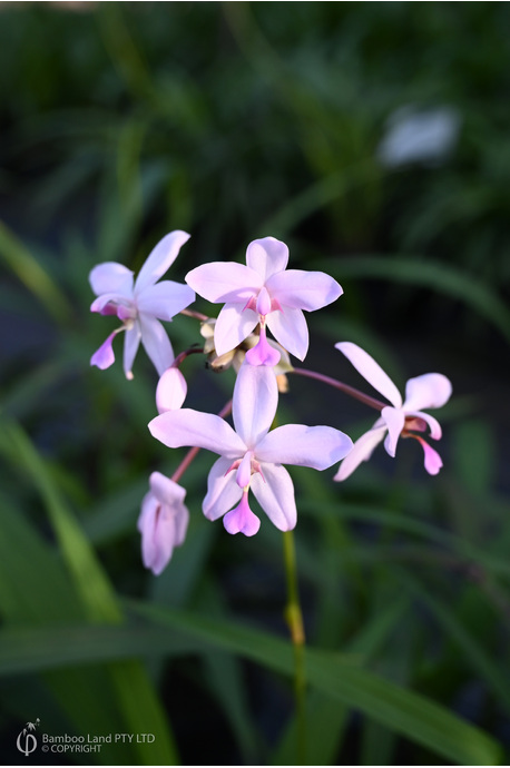 Spathoglottis plicata (Pink Ground Orchid)