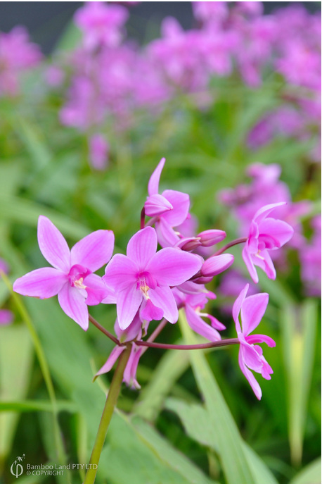 Spathoglottis plicata (Purple Ground Orchid) - 180mm pot