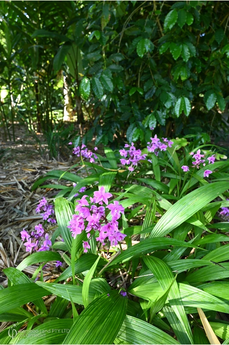 Spathoglottis plicata (Purple Ground Orchid)
