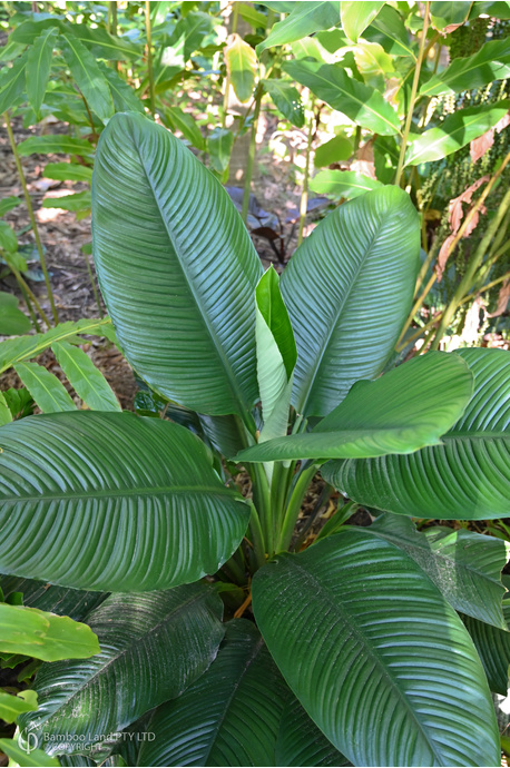Spathiphyllum 'Sensation' - 125mm pot