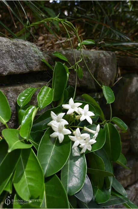 Stephanotis floribunda (Madagascan Jasmine) - 180mm pot