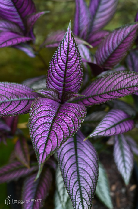 Strobilanthes dyerianus (Persian Shield) - 180mm pot