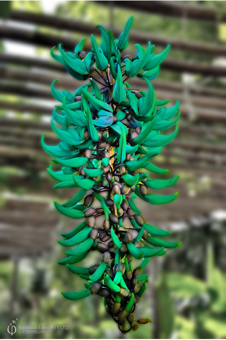 Strongylodon macrobotrys (Jade Vine)