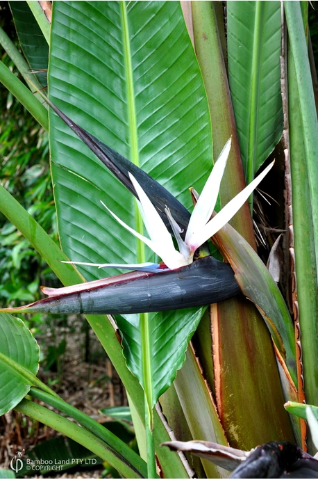 Strelitzia nicolai (Giant White Bird of Paradise)