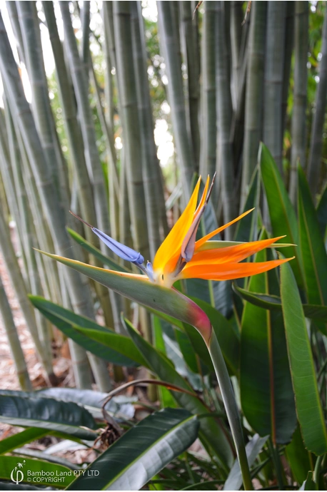 Strelitzia reginae (Bird of Paradise)