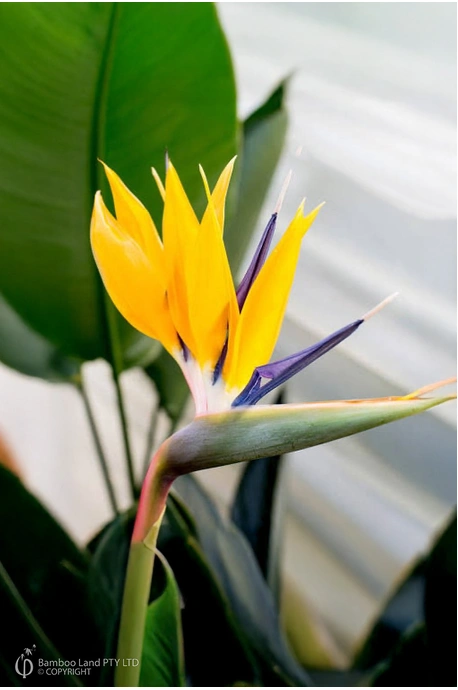 Strelitzia reginae 'Mandela's Gold' 