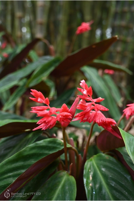 Stromanthe sanguinea - 125mm pot