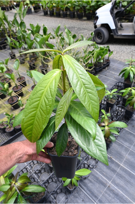 Syzygium megacarpa (Giant Lau Lau Tree) - 2 litre pot