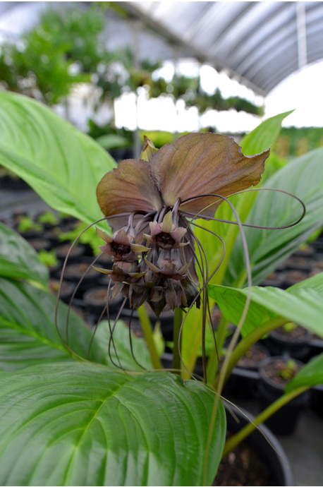 Tacca chantrieri (Black Bat Plant)