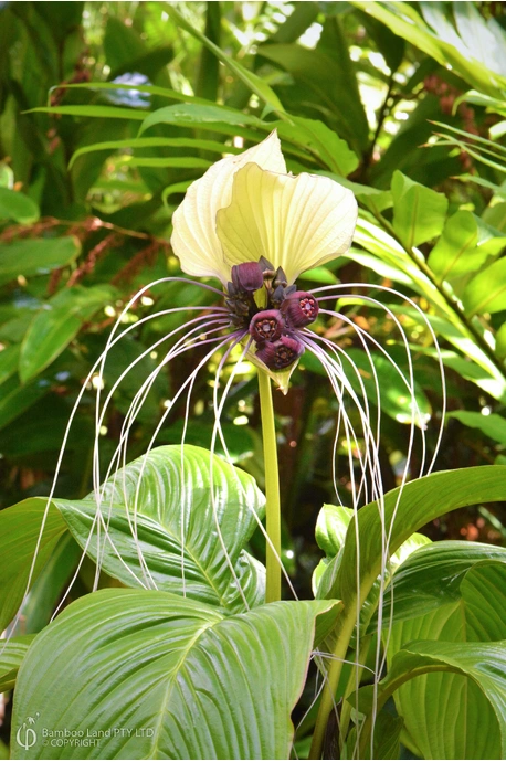 Tacca integrifolia (White Bat Plant) - 140mm pot