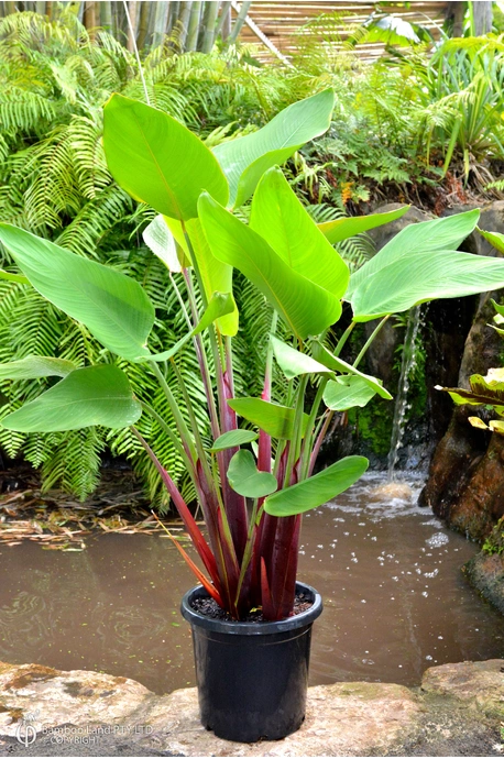 Thalia geniculata 'Ruminoides' (Red Stemmed Thalia)