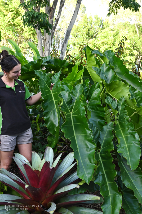 Thaumatophyllum stenolobum