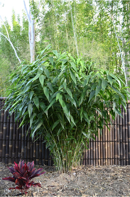 Thysanolaena latifolia (Tiger Grass) - 400mm pot