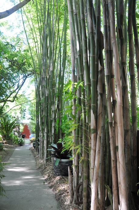 Thyrsostachys siamensis - Clone II (Monastery Bamboo)