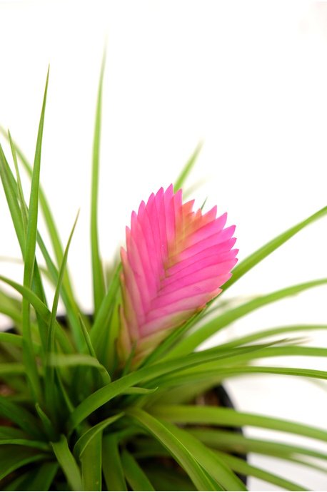 Tillandsia cyanea - Pink Quill