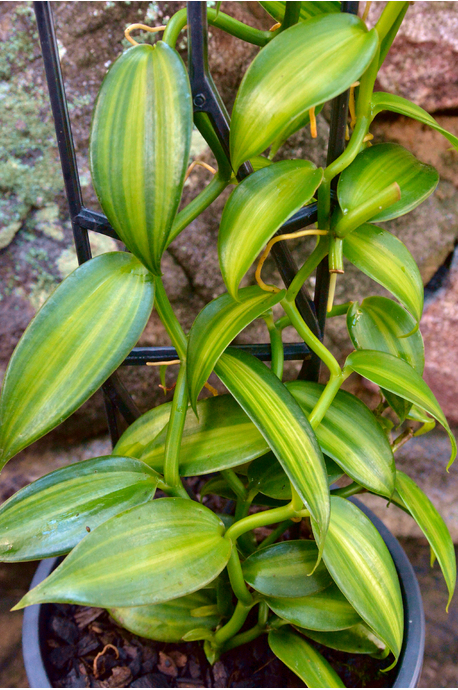 Vanilla planifolia 'Variegata' (Variegated Vanilla) - 180mm squat pot