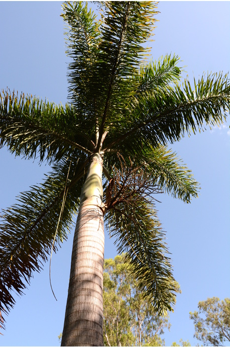 Wodyetia bifurcata (Foxtail Palm)