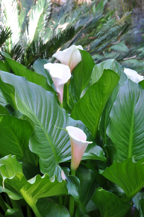 Zantedeschia aethiopica (Arum Lily)