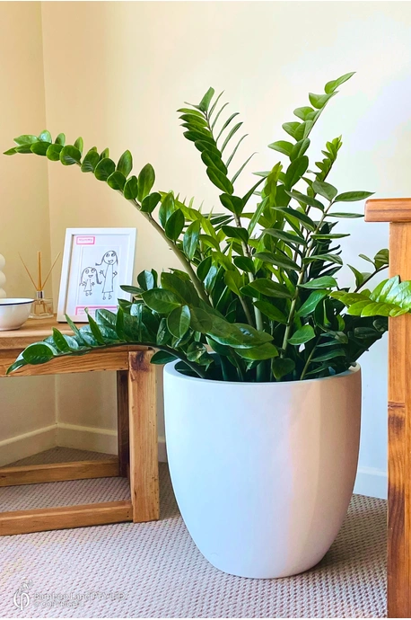 Zamioculcas zamiifolia (Zanzibar Gem)