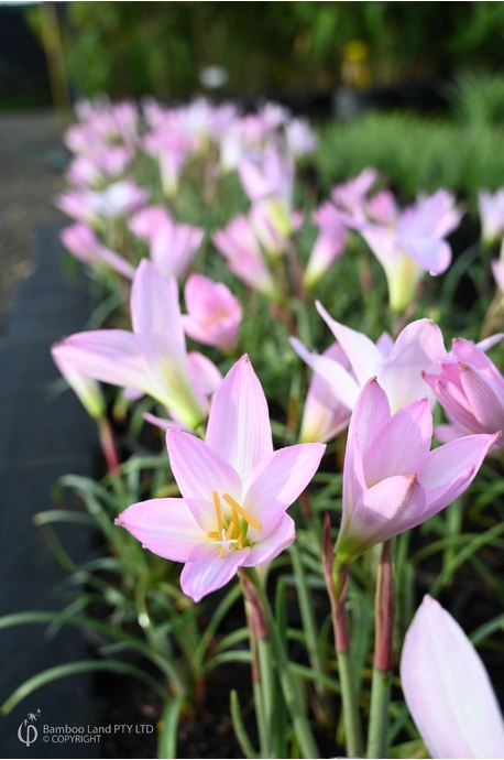 Zephyranthes robusta (Pink Rain Lily)