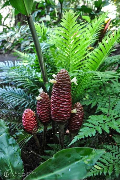 Zingiber ottensii 'Cocoa Delight'