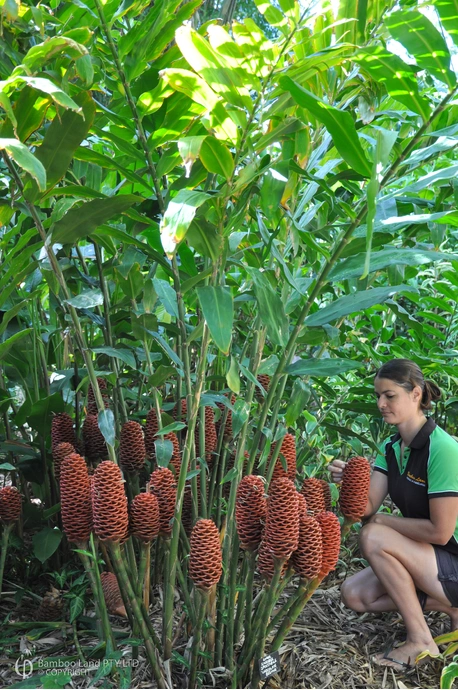 Zingiber spectabile 'Giant Chocolate Beehive'