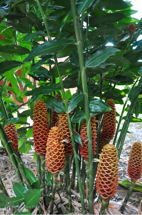 Zingiber spectabile 'Giant Orange Beehive'