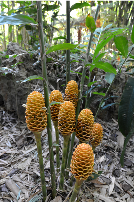 Zingiber spectabile 'Golden Glory'