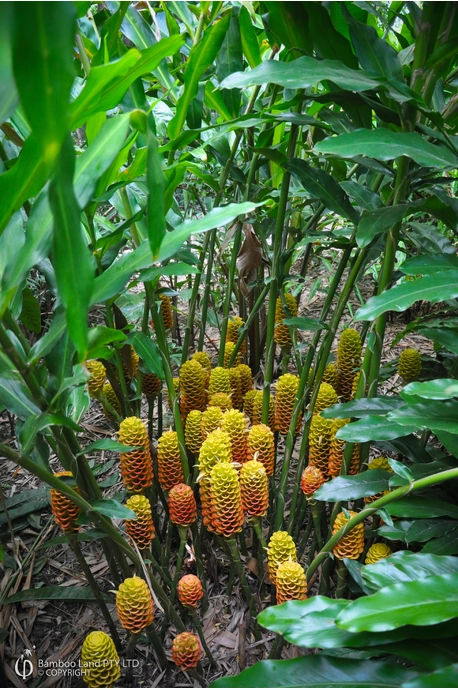Zingiber spectabile 'Malaysian Yellow Beehive'